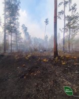 На Львівщині пожежа пошкодила близько 10 гектарів лісу – 04