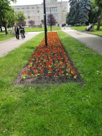 У Львові висадили нові квіткові композиції (фото) – 03