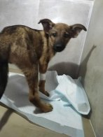Львівський притулок просить про допомогу для евакуйованих тварин, які перебувають у критичному стані – 03