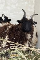 До Львова з приватного звіринця на прифронтовій території евакуювали 15 тварин – 03