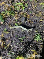 У ресторані на Львівщині 31-річний чоловік отримав травми через вибух гранати – 02