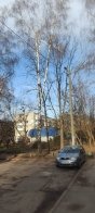 У Львові просять прибрати масивну гілку, що застрягла на дереві та нависає над лавкою – 03