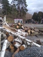 Звалище порубаних дерев. Фото: Facebook-сторінка «Гаряча лінія міста Львова»
