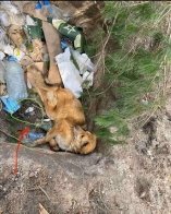 На Київщині росіяни побили та замінували собаку: він досі живий – 01