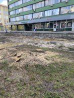 У Львові масово зрізали дерева для облаштування нового пішохідного бульвару – 06