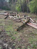 Незаконно зрубані дерева