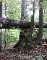 У Львівській області створили чотири нові природоохоронні зони – 03