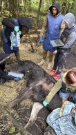 Львівські зоозахисники врятували у лісі на Рівненщині знесиленого лося – 05