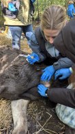 Львівські зоозахисники врятували у лісі на Рівненщині знесиленого лося – 03