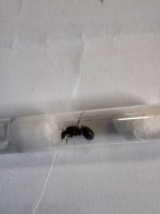 Волосся і мурахи: львівські митники показали, що намагалися провезти через кордон у 2025 році – 03