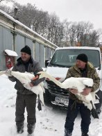 З львівського озера терміново евакуювали лебедів через сильні морози – 03