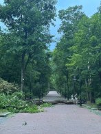 У Львові сильний буревій повалив дерева у різних частинах міста – 02