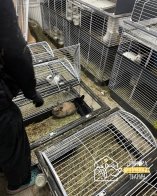 Львівʼянка утримувала 40 кролів у двох квартирах в центрі міста – 01