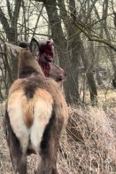 Олень Борис після ДТП