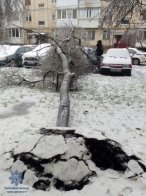Повалені дерева, обірвані лінії електропередачі та пошкоджені авто: наслідки негоди у Львові – 05