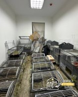 Львівʼянка утримувала 40 кролів у двох квартирах в центрі міста – 02