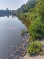 У Лисиничах перевіряють воду після загибелі понад сотні карасів – 01