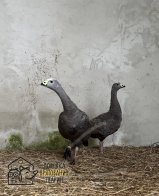 До Львова з приватного звіринця на прифронтовій території евакуювали 15 тварин – 05