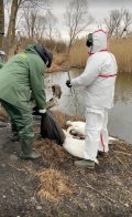 Фахівці підрахували точну кількість загиблих через пташиний грип лебедів на Львівщині – 02