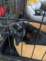 "Домівка врятованих тварин" шукає господарів для евакуйованих кошенят (фото) – 01