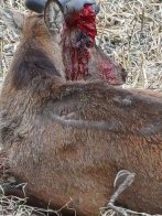 Львівські зоозахисники вирушили рятувати оленя Бориса після ДТП на Рівненщині – 01