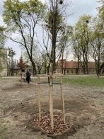 У Львові висадили понад 30 дерев, які закупили коштом благодійників – 02