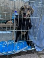 Львівський притулок шукає господарів для евакуйованих собак (фото) – 02