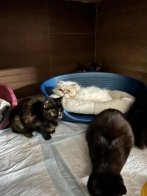 "Домівка врятованих тварин" шукає господарів для 32 котів, яких евакуювали з Миколаєва – 04