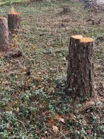 У Давидівській громаді незаконно зрубали дерева на понад 400 тисяч гривень – 01