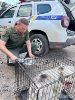До львівської “Домівки врятованих тварин” привезли тварин з Харківщини