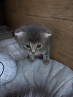 "Домівка врятованих тварин" шукає господарів для евакуйованих кошенят (фото) – 04