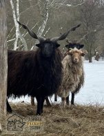 До Львова з приватного звіринця на прифронтовій території евакуювали 15 тварин – 08