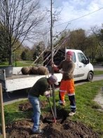 У Львові висадили понад 30 дерев, які закупили коштом благодійників – 01