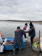 Фахівці підрахували точну кількість загиблих через пташиний грип лебедів на Львівщині – 04