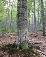 У Львівській області створили чотири нові природоохоронні зони – 06