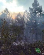 На Львівщині пожежа пошкодила близько 10 гектарів лісу – 03