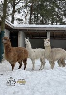 До Львова з приватного звіринця на прифронтовій території евакуювали 15 тварин – 06