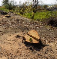 Спиляв дуби на кладовищі: на Стрийщині судитимуть чоловіка, який незаконно вирубував дерева – 02