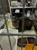 "Домівка врятованих тварин" шукає господарів для 32 котів, яких евакуювали з Миколаєва – 01