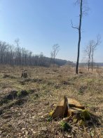 Восьмеро керівників лісгоспів Львівщини вирубали деревини на 64 млн грн – 08
