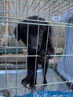 Львівський притулок шукає господарів для евакуйованих собак (фото) – 04