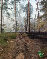 На Львівщині пожежа пошкодила близько 10 гектарів лісу – 02