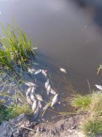 У Лисиничах перевіряють воду після загибелі понад сотні карасів – 03