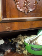 У Брюховичах п’ятеро котів жили два місяці зачинені з мертвою господинею – 04