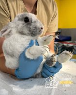 Львівʼянка утримувала 40 кролів у двох квартирах в центрі міста – 03