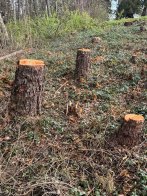 У Давидівській громаді незаконно зрубали дерева на понад 400 тисяч гривень – 02