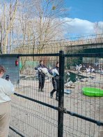 На Левадівське озеро повернули лебедів  після зимівлі в притулку – 01