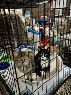 "Домівка врятованих тварин" шукає господарів для 32 котів, яких евакуювали з Миколаєва – 03
