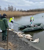 Фахівці підрахували точну кількість загиблих через пташиний грип лебедів на Львівщині – 01