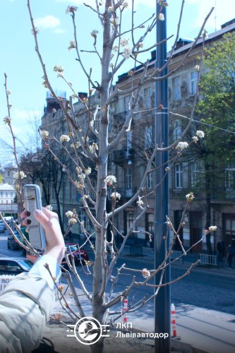 Цвітіння дерева. Фото: ЛКП «Львівавтодор»